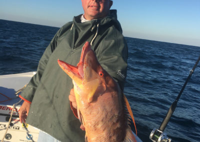 hogfish_offshore_fall