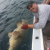 goliath_grouper_winter