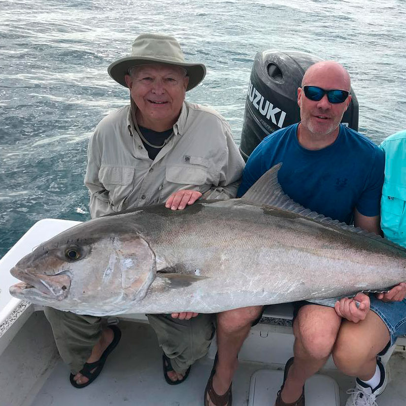 Amberjack (Seriola dumerili)