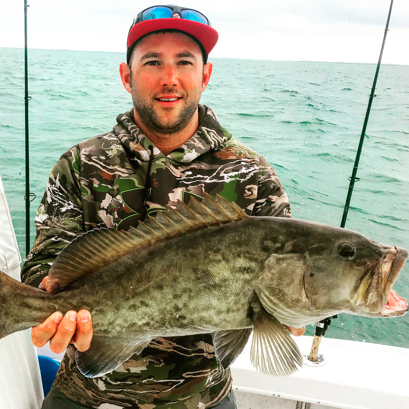 Gag Grouper (Mycteroperca microlepis)