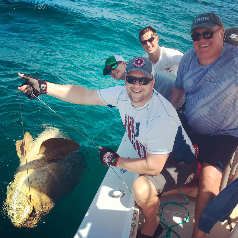 Goliath (Epinephelus itajara)