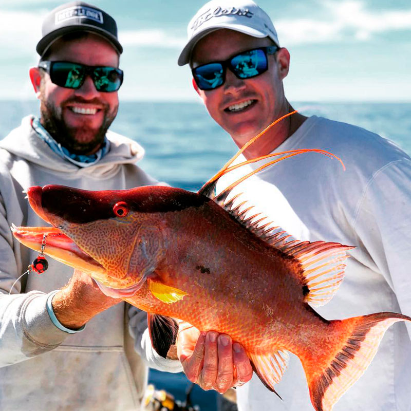 Hogfish (Lachnolaimus maximus)