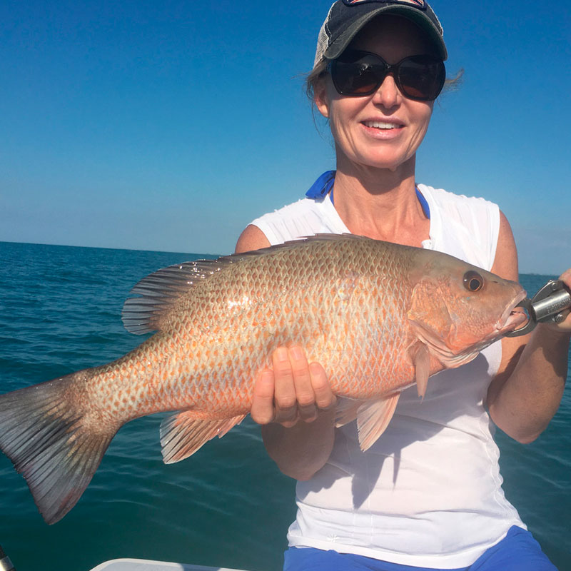 Mangrove Snapper (Lutjanus griseus)