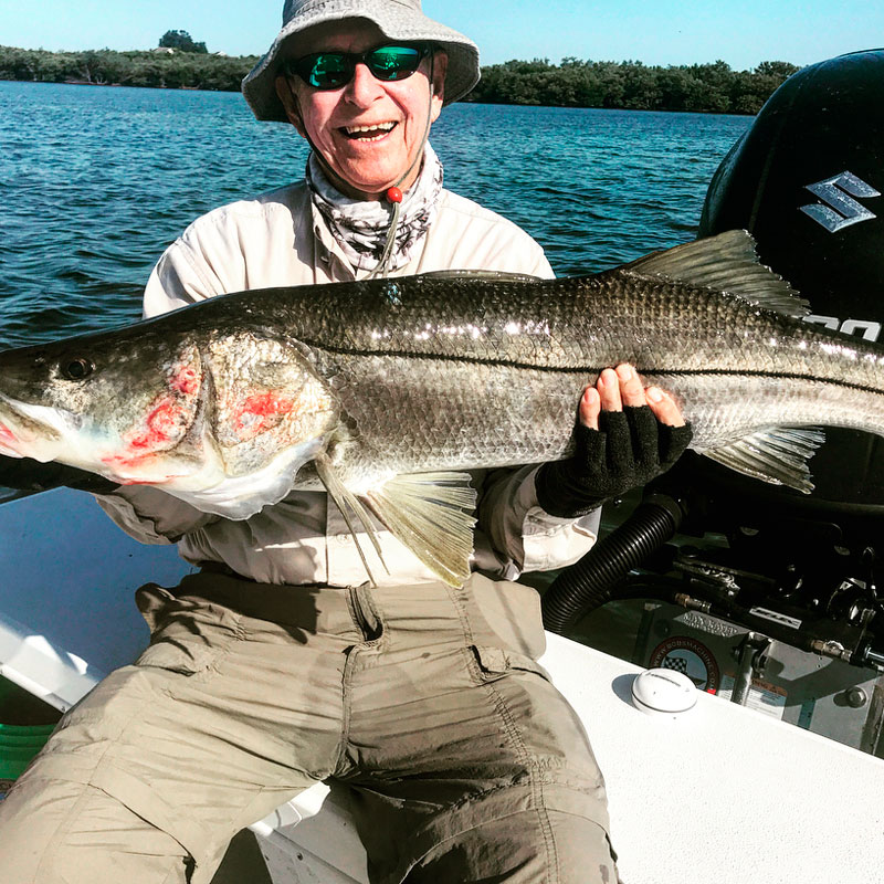 Snook (Centropomus undecimalis)