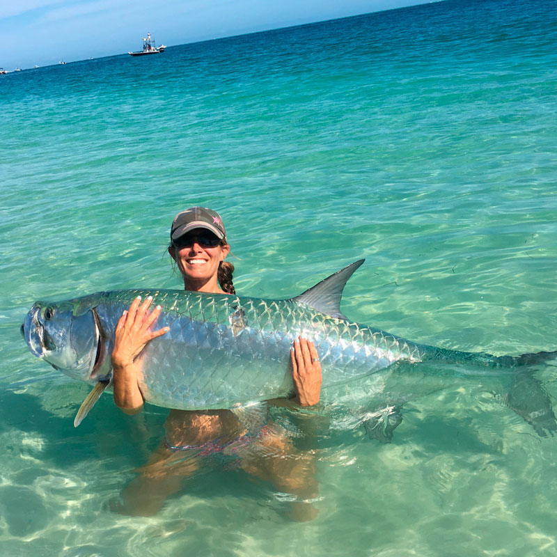 Tarpon (Megalops atlanticus)