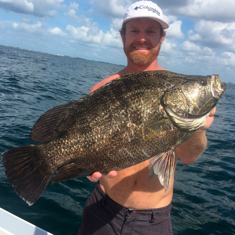 Tripletail (Lobotes surinamensis)