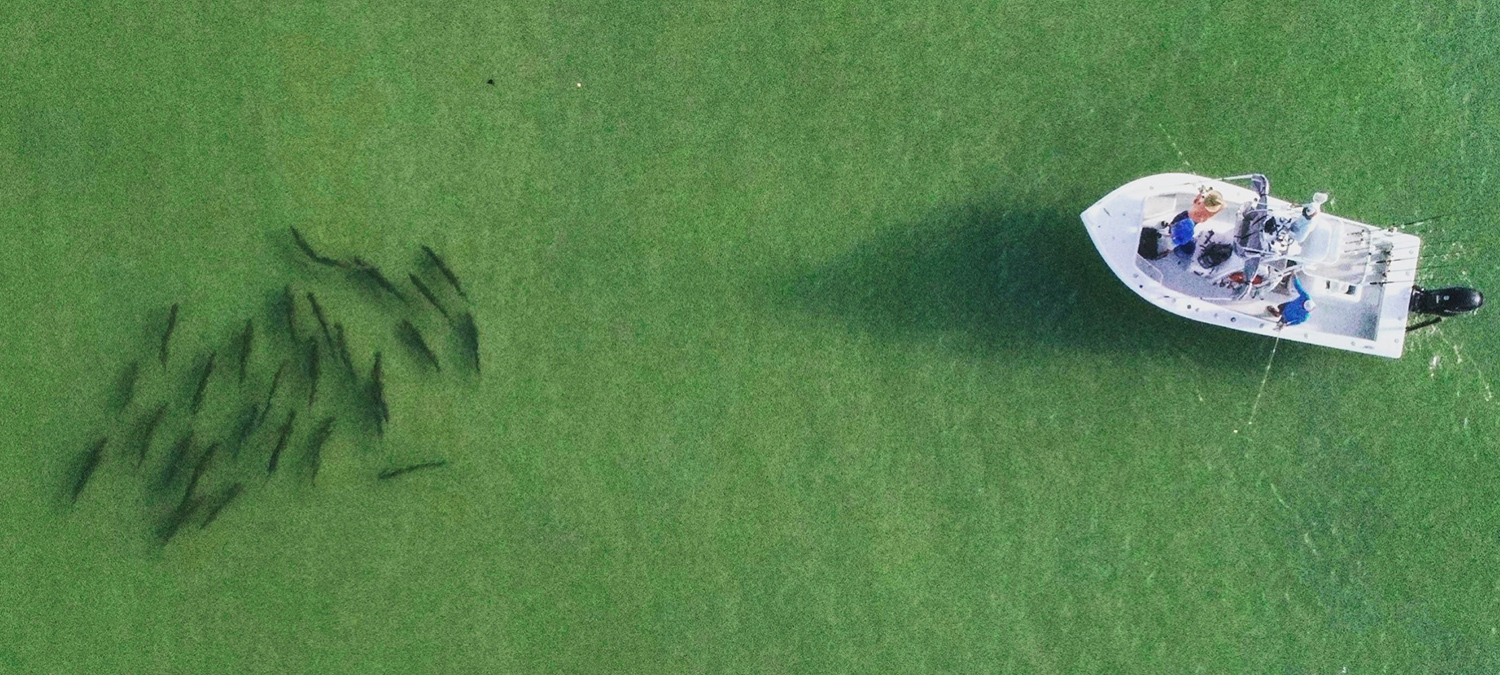 Overhead Tarpon Charter in Summer